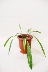 Anthurium vittariifolium variegata